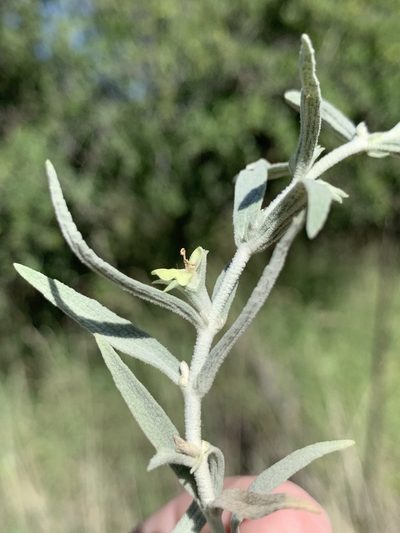 Stachys burchelliana, photographed by Ryan Rattray