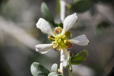 Crossosoma bigelovii, photographed by Trevor Van Loon
