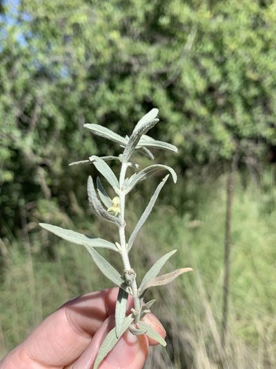 Stachys burchelliana, photographed by Ryan Rattray