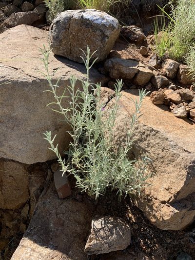 Stachys linearis, photographed by Ryan Rattray