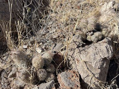 Pelecyphora tuberculosa, photographed by CK2AZ