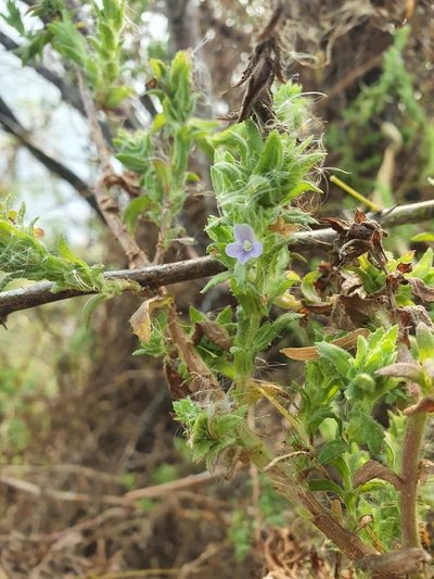 Stemodia maritima, photographed by Yolanda M. Leon