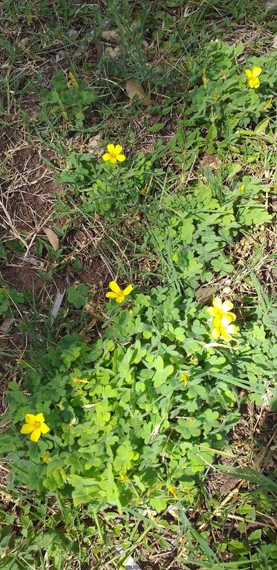 Oxalis conorrhiza, photographed by Monica Morixe