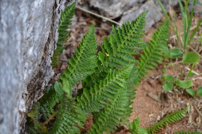Polystichum plicatum, photographed by Lauu