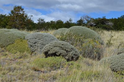 Anarthrophyllum desideratum, photographed by Lauu