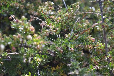 Escallonia virgata, photographed by Lauu