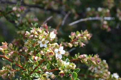 Escallonia virgata, photographed by Lauu