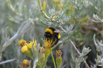 Senecio filaginoides, photographed by Lauu