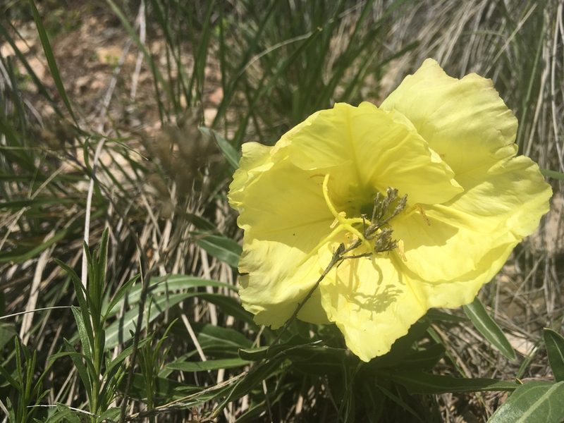 Oenothera howardii, photographed by Shalana Gray