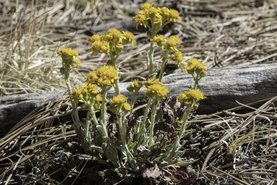 Packera neomexicana, photographed by Craig Martin