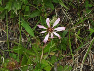 Mutisia spinosa, photographed by Leonel Roget