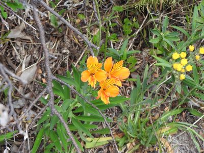 Alstroemeria aurea, photographed by Leonel Roget