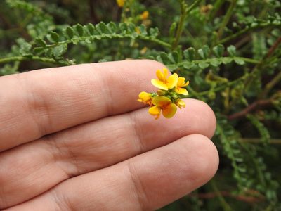 Adesmia boronioides