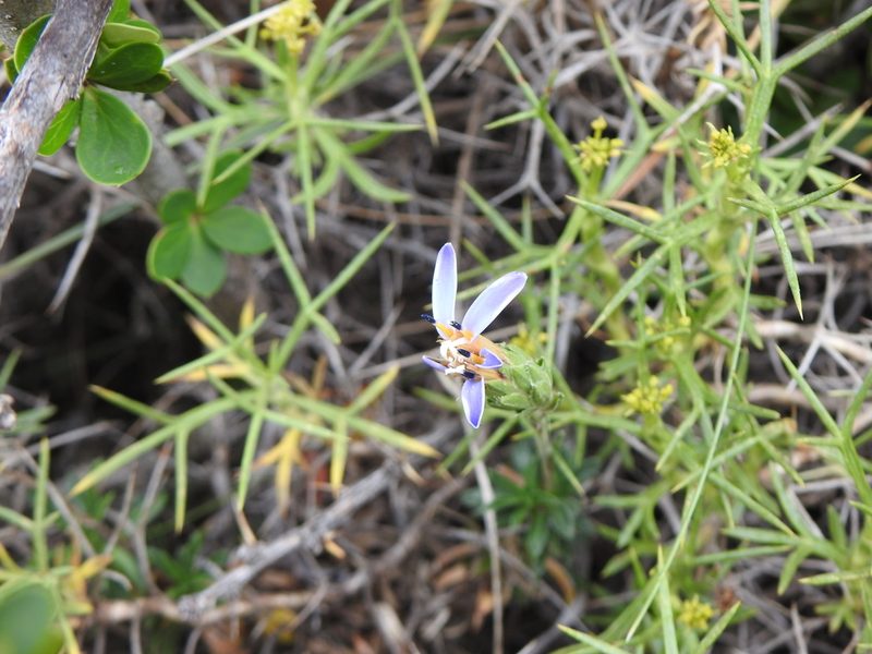 Perezia recurvata, photographed by Leonel Roget