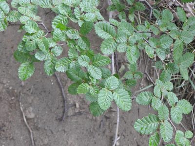 Nothofagus pumilio, photographed by Leonel Roget