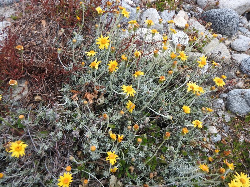 Senecio argyreus, photographed by Leonel Roget