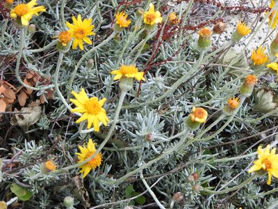 Senecio argyreus, photographed by Leonel Roget