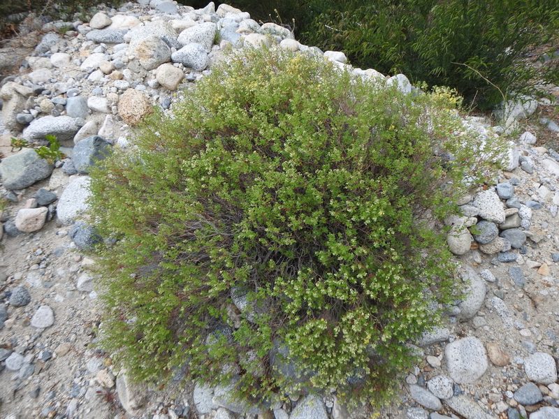 Balbisia gracilis, photographed by Leonel Roget