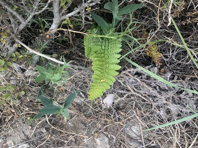 Polystichum plicatum