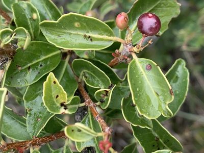 Schinus patagonica, photographed by Leonel Roget