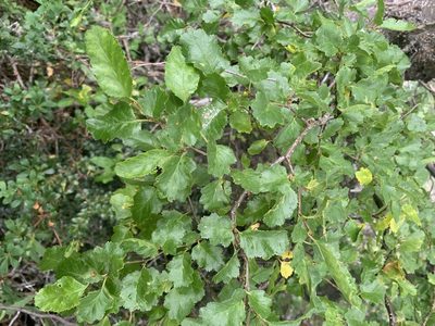 Nothofagus antarctica, photographed by Leonel Roget