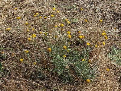 Tanacetum achilleifolium, photographed by Иван Пристрем