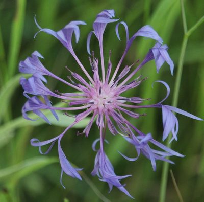 Centaurea fuscomarginata, photographed by Иван Пристрем