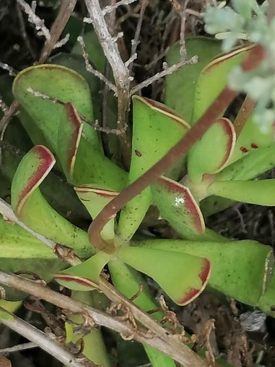 Adromischus caryophyllaceus, photographed by flamelily