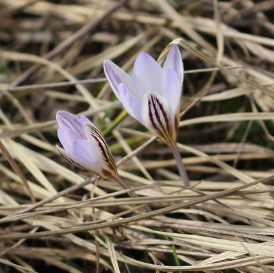 Crocus reticulatus, photographed by Юрий Данилевский (Yuriy Danilevsky)