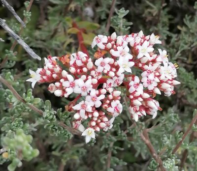 Crassula rubricaulis, photographed by flamelily