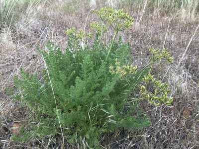 Lomatium grayi, photographed by Robbie Hannawacker