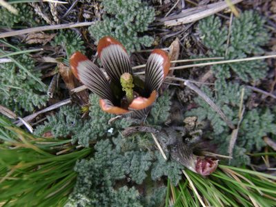 Nototriche pediculariifolia, photographed by Humber Alberto
