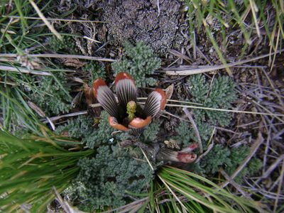 Nototriche pediculariifolia, photographed by Humber Alberto