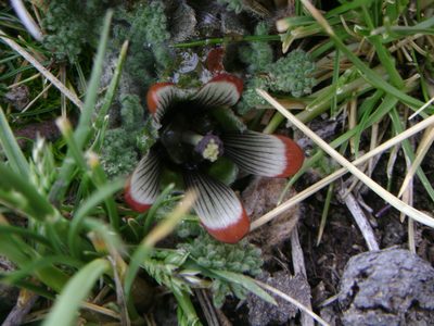 Nototriche pediculariifolia, photographed by Humber Alberto