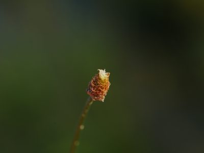 Eleocharis geniculata, photographed by Jacy Chen