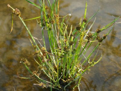 Cyperus difformis, photographed by Jacy Chen