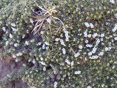 Junellia minima, photographed by Humber Alberto