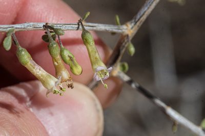Lycium exsertum, photographed by Craig Martin
