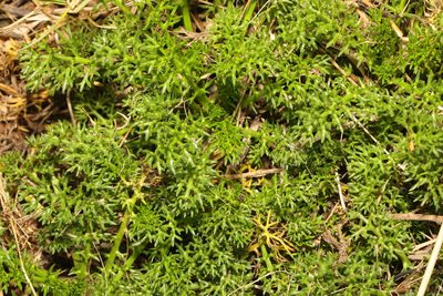 Tripleurospermum maritimum, photographed by Stephen James McWilliam