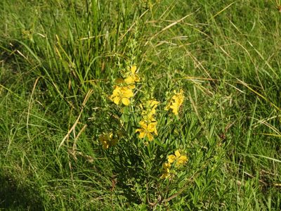Heimia salicifolia, photographed by Eduardo Luis Beltrocco