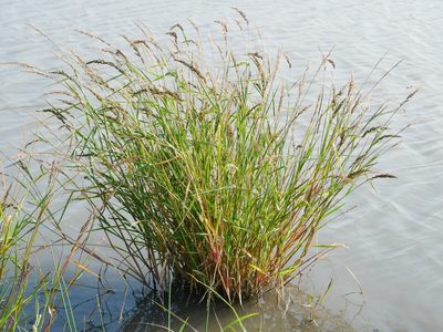 Echinochloa crus-galli, photographed by Jacy Chen