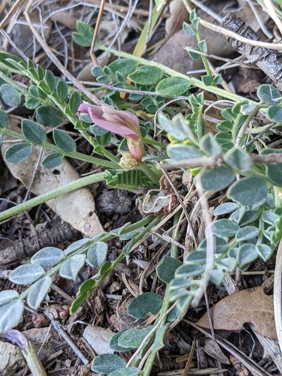 Astragalus incanus, photographed by Denis Bastianelli