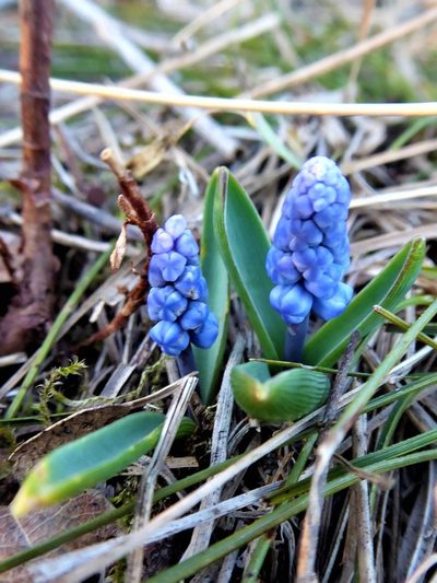 Muscari azureum, photographed by Michael Andresek