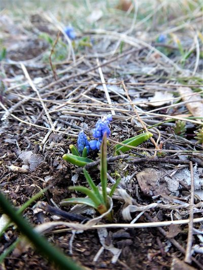 Muscari azureum, photographed by Michael Andresek