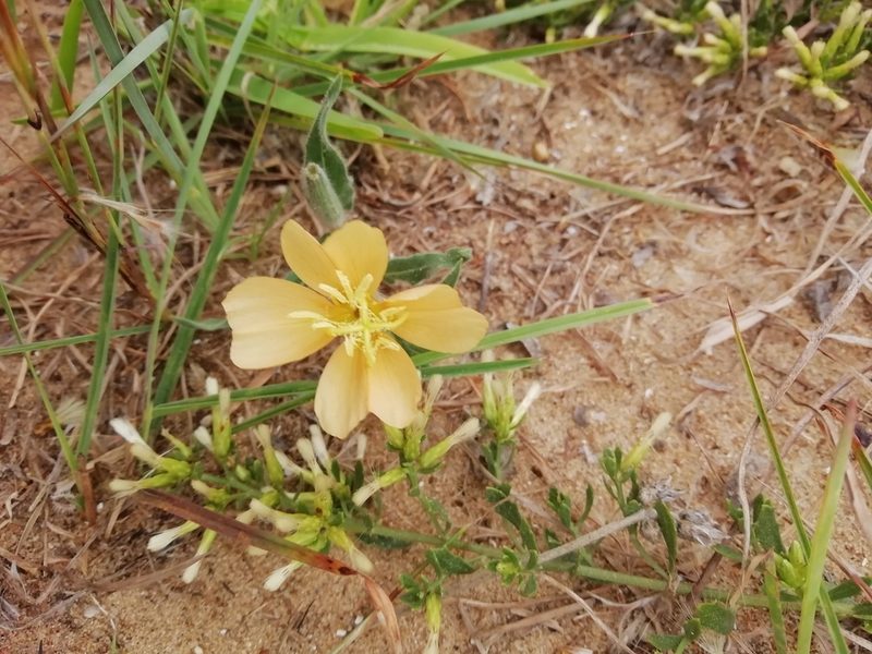 Oenothera mollissima, photographed by Agustina Medina