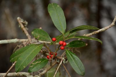 Ilex cassine, photographed by Siddarth Machado