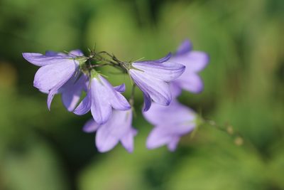 Campanula alaskana, photographed by allan5519
