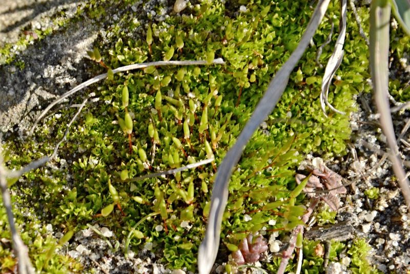 Encalypta vulgaris, photographed by Petr Harant
