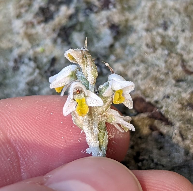Zeuxine strateumatica, photographed by natalie