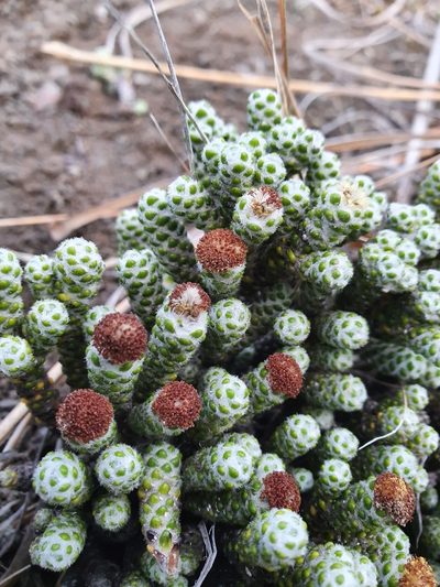 Helichrysum coralloides, photographed by Danielle Munster